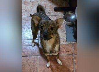 Fine sucht Zuhause bei liebevollen Hundekennern