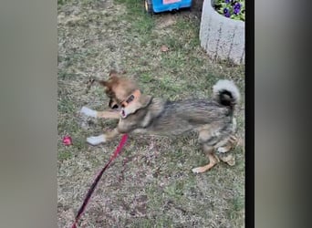 Fine sucht Zuhause bei liebevollen Hundekennern