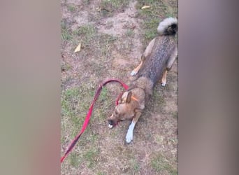 Fine sucht Zuhause bei liebevollen Hundekennern