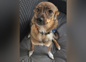 Fine sucht Zuhause bei liebevollen Hundekennern