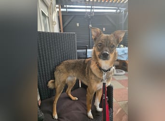Fine sucht Zuhause bei liebevollen Hundekennern