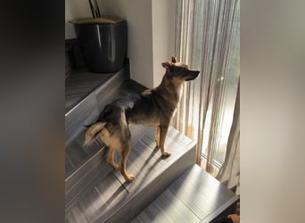 Fine sucht Zuhause bei liebevollen Hundekennern