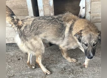 Amira, 3 Jahre, Zuhause gesucht