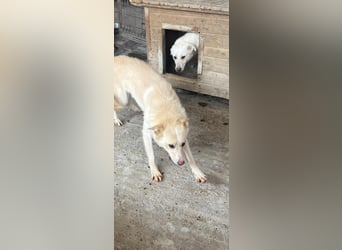 Amaya, 3 Jahre, sucht ihre Menschen