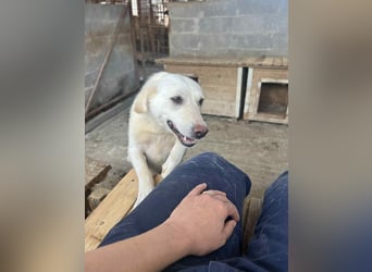 Amaya, 3 Jahre, sucht ihre Menschen