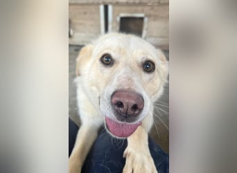 Amaya, 3 Jahre, sucht ihre Menschen