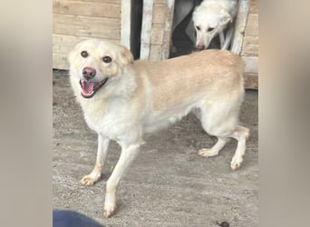 Amaya, 3 Jahre, sucht ihre Menschen