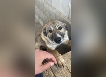 Amira, 3 Jahre, Zuhause gesucht