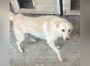 Amaya, 3 Jahre, sucht ihre Menschen