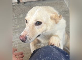 Amaya, 3 Jahre, sucht ihre Menschen