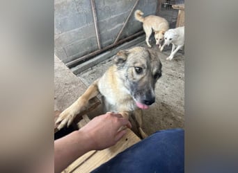 Amira, 3 Jahre, Zuhause gesucht