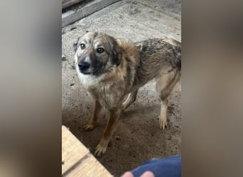 Amira, 3 Jahre, Zuhause gesucht