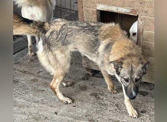 Amira, 3 Jahre, Zuhause gesucht