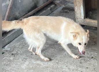 Amaya, 3 Jahre, sucht ihre Menschen