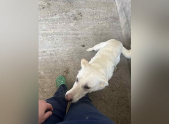 Amaya, 3 Jahre, sucht ihre Menschen