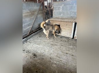 Amira, 3 Jahre, Zuhause gesucht