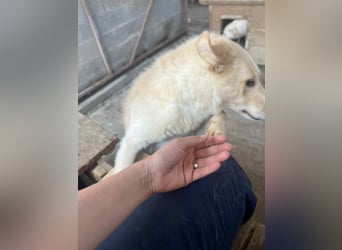 Amaya, 3 Jahre, sucht ihre Menschen