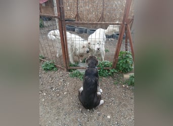 Grace sucht ihr Für-Immer-Zuhause