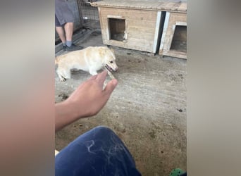 Amaya, 3 Jahre, sucht ihre Menschen