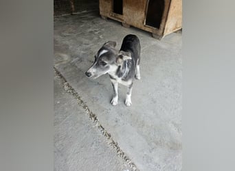 Grace sucht ihr Für-Immer-Zuhause