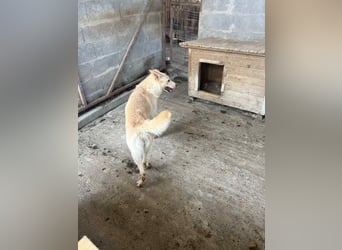 Amaya, 3 Jahre, sucht ihre Menschen