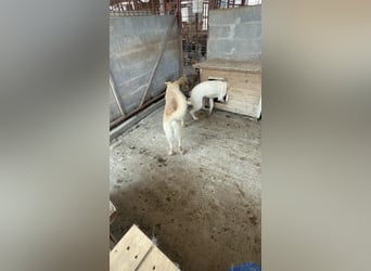 Amira, 3 Jahre, Zuhause gesucht