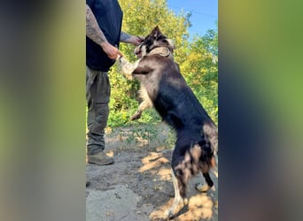 Victor ist ein ukrainischer Straßenhund:  mutig, clever und selbstbewußt