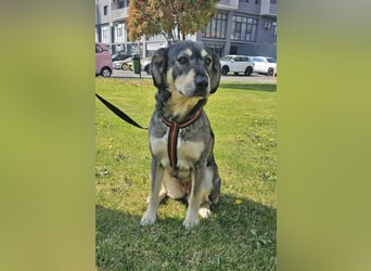 Alice 50cm geb. 04/2024 ist eine tolle Familienhündin