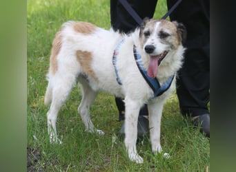 Willow 48cm geb. 07/2023 ist ein fröhlicher Familienhund