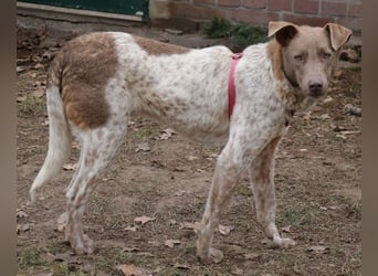 Taavi (finnisch: Liebling) 50 cm geb. 10/2024 wartet in 31636 Linsburg