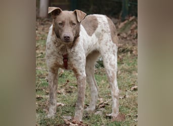 Taavi (finnisch: Liebling) 50 cm geb. 10/2024 wartet in 31636 Linsburg