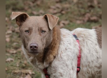 Taavi (finnisch: Liebling) 50 cm geb. 10/2024 wartet in 31636 Linsburg