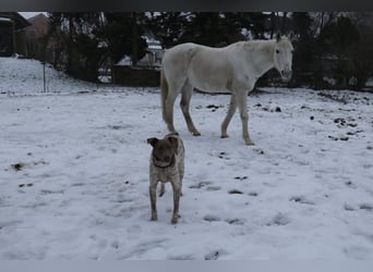 Taavi (finnisch: Liebling) 50 cm geb. 10/2024 wartet in 31636 Linsburg