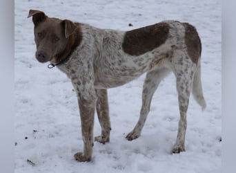 Taavi (finnisch: Liebling) 50 cm geb. 10/2024 wartet in 31636 Linsburg