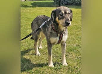 Alice 50cm geb. 04/2024 ist eine tolle Familienhündin