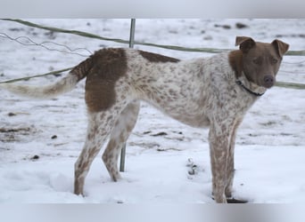 Taavi (finnisch: Liebling) 50 cm geb. 10/2024 wartet in 31636 Linsburg