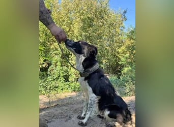 Victor ist ein ukrainischer Straßenhund:  mutig, clever und selbstbewußt