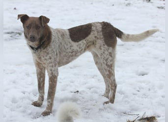 Taavi (finnisch: Liebling) 50 cm geb. 10/2024 wartet in 31636 Linsburg