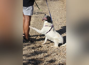 Riven 50cm geb. 06/2024 sucht seine Menschen fürs Leben
