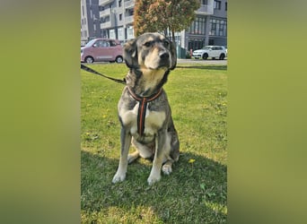 Alice 50cm geb. 04/2024 ist eine tolle Familienhündin