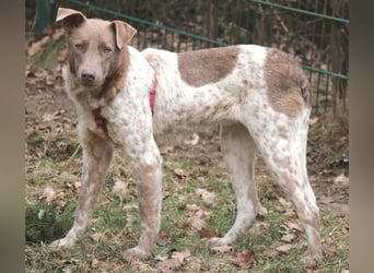 Taavi (finnisch: Liebling) 50 cm geb. 10/2024 wartet in 31636 Linsburg