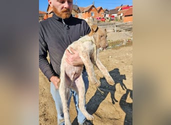 Taavi (finnisch: Liebling) 50 cm geb. 10/2024 wartet in 31636 Linsburg