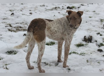 Taavi (finnisch: Liebling) 50 cm geb. 10/2024 wartet in 31636 Linsburg