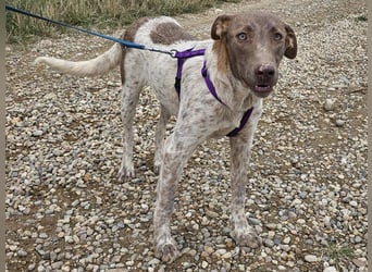 Taavi (finnisch: Liebling) 50 cm geb. 10/2024 wartet in 31636 Linsburg