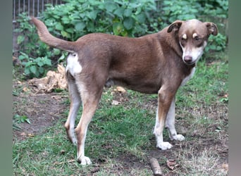 Nero – ein freundlicher Herzenshund wartet in 31636 Linsburg (Lkr. Nienburg/Weser)