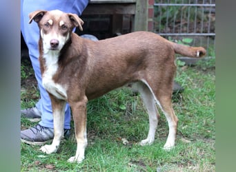 Nero – ein freundlicher Herzenshund wartet in 31636 Linsburg (Lkr. Nienburg/Weser)