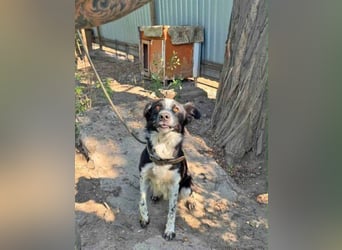 Victor ist ein ukrainischer Straßenhund:  mutig, clever und selbstbewußt