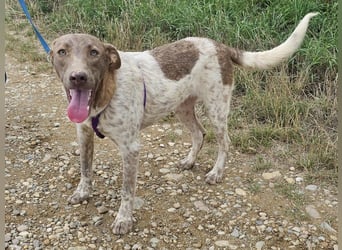 Taavi (finnisch: Liebling) 50 cm geb. 10/2024 wartet in 31636 Linsburg