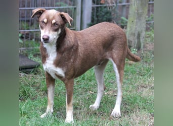 Nero – ein freundlicher Herzenshund wartet in 31636 Linsburg (Lkr. Nienburg/Weser)