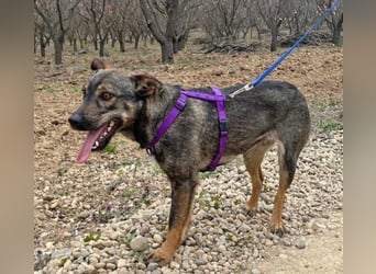 Bibi 45cm geb. 12/2024 sucht ein liebevolles Zuhause